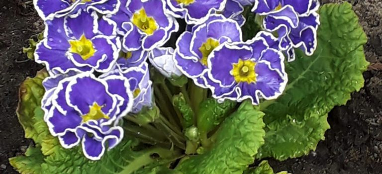 Voorjaar: plant primula’s