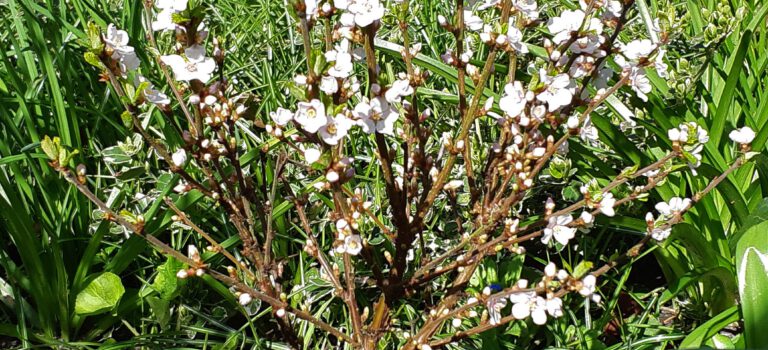 Prunus tomentosa: geen boom maar struikje