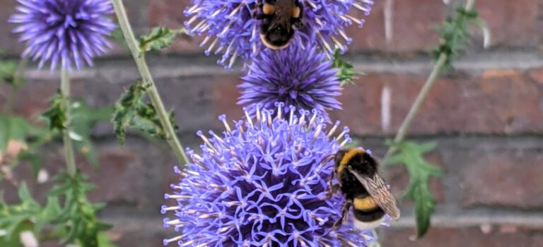 De kogeldistel, insectenmagneet