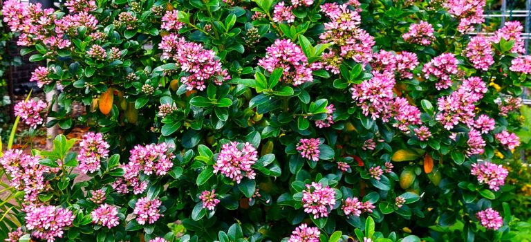 Escallonia Pink Elle, prachtige maar relatief onbekende plant