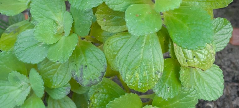 Met deze plant geen katten meer in je tuin