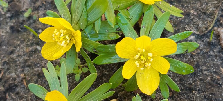 Help, mijn planten zien er vreemd uit nu het vriest